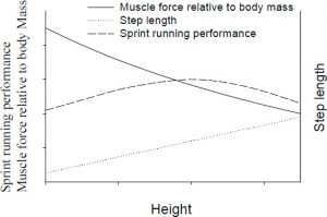 Figure 1. Theoretical relationship between muscle force, step length and sprint running performance versus height. Relationship between muscle force relative to body mass and height (solid line). Step length versus height (dotted line). Sprint running performance versus height (dashed line).