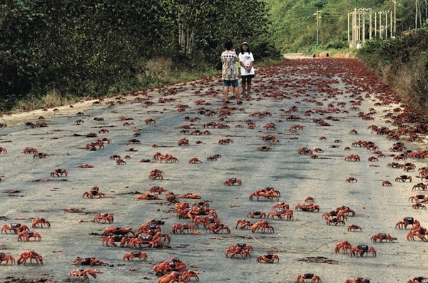 red-crab-migration-1[2]