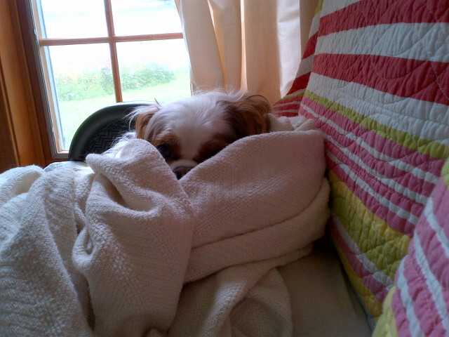 Baxter gets cozy