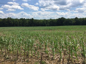 mutant gmo corn - 2 weeks after germination