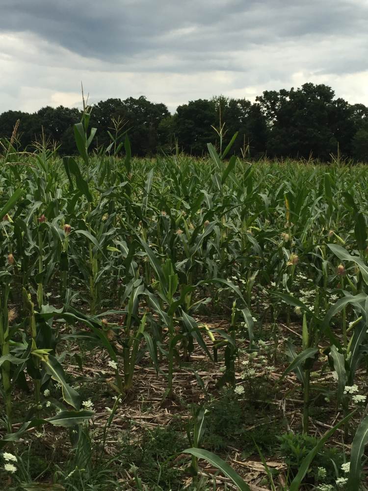 The cornfield, Aug 12