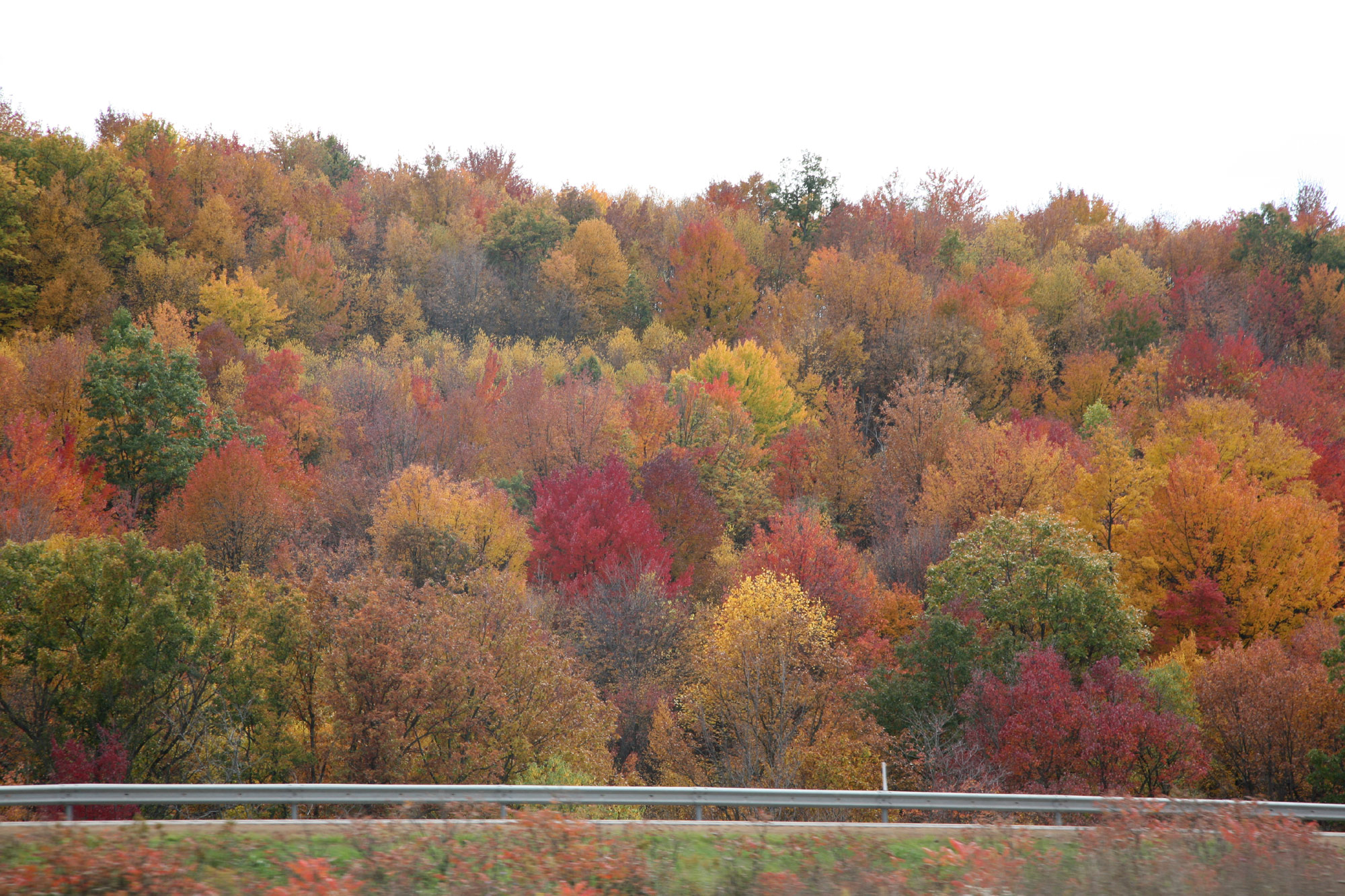 Fall colors 2008
