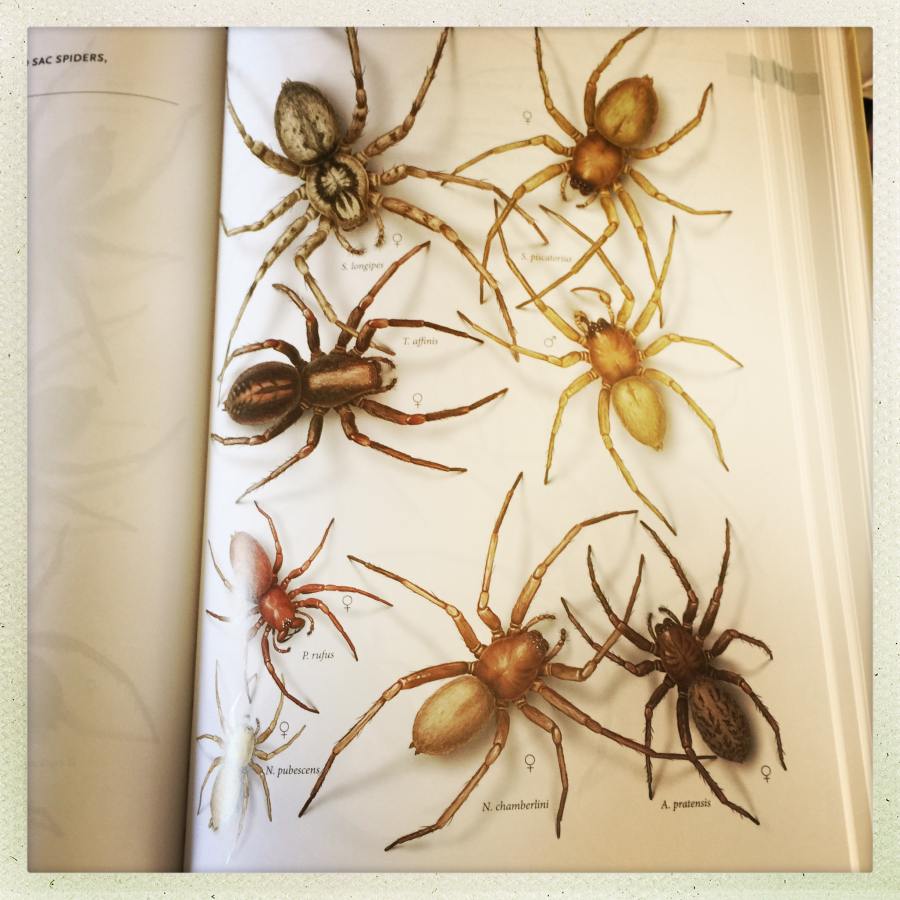 The common spiders of the United States. Spiders. THE CINIFL(3NID