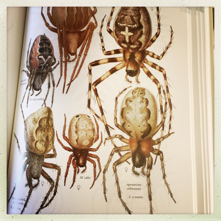 Spiders of North America