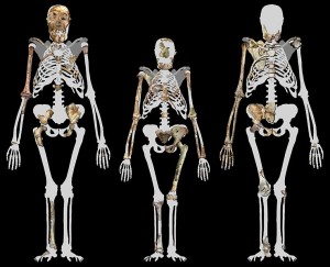 739px-Australopithecus_sediba_and_Lucy